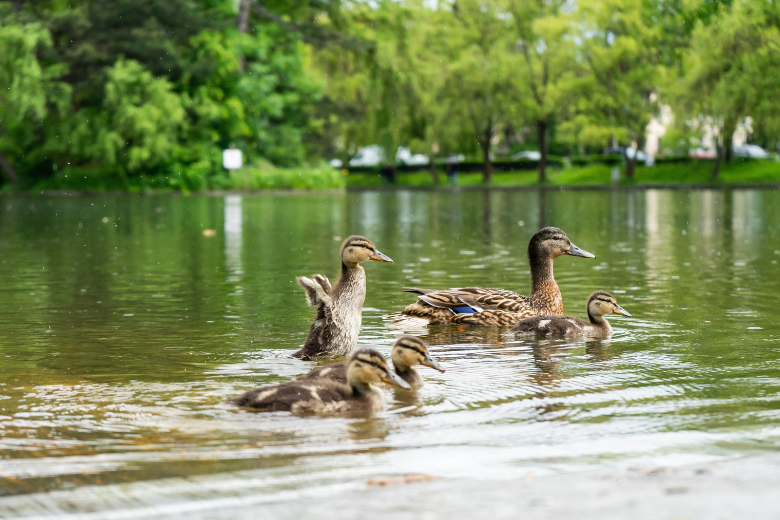 Deze dieren kun je beter geen brood voeren