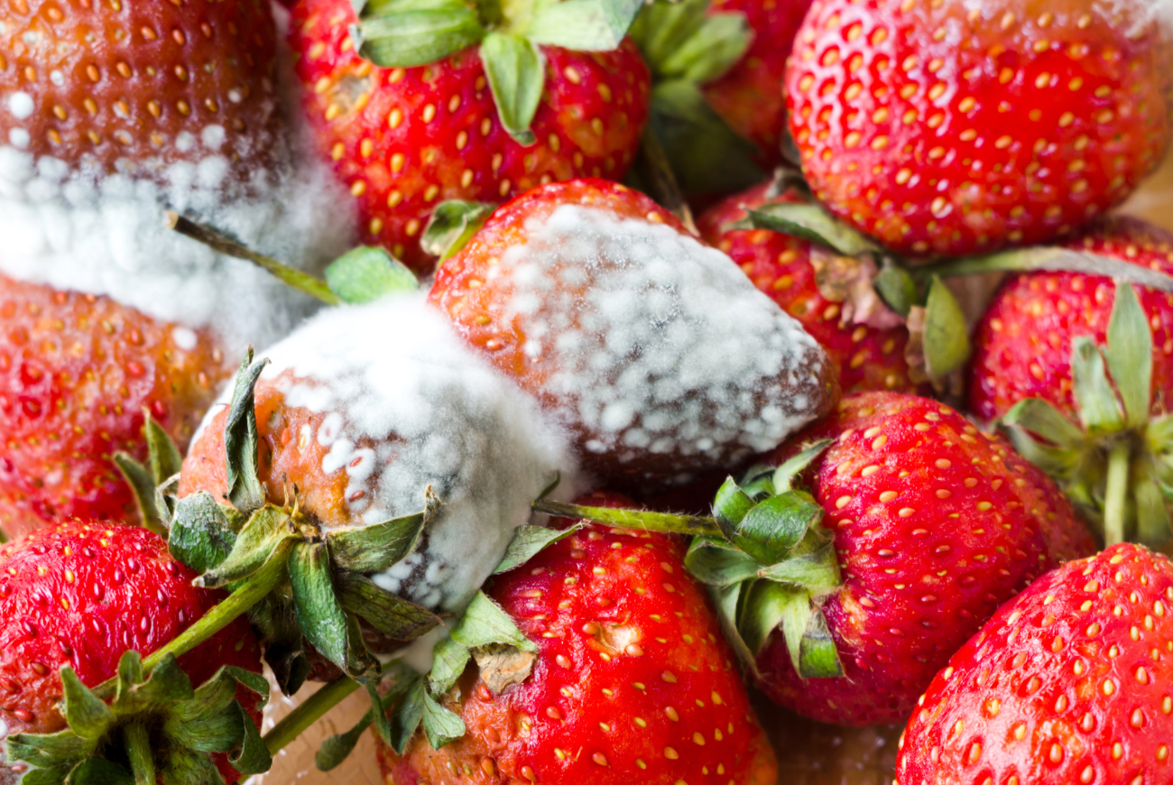 Goeie vraag: hoe ontstaat schimmel op eten?