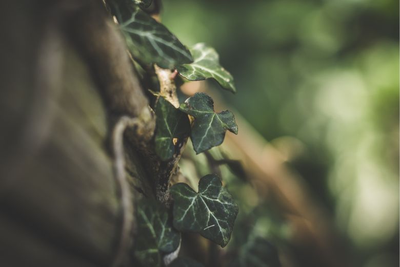 Op zoek naar groen voor je schaduwrijke tuin? Probeer deze opties eens