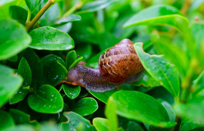 Slakken in de tuin? Met deze milieuvriendelijke truc zijn de zo weg