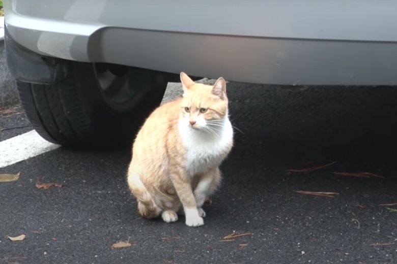 Deze dakloze kat neemt alleen eten uit een zakje aan en de reden is ontroerend 