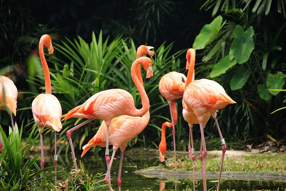 Droombaan-alert: word jij de volgende (betaalde) flamingoverzorger op de Bahama's?