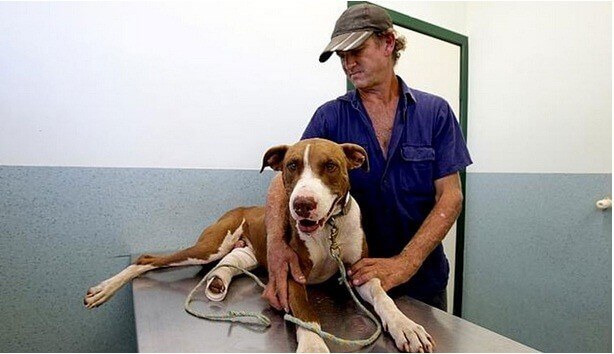 Wauw, deze hond wordt gepakt door een krokodil, wat de man vervolgens doet is echt ongelofelijk!
