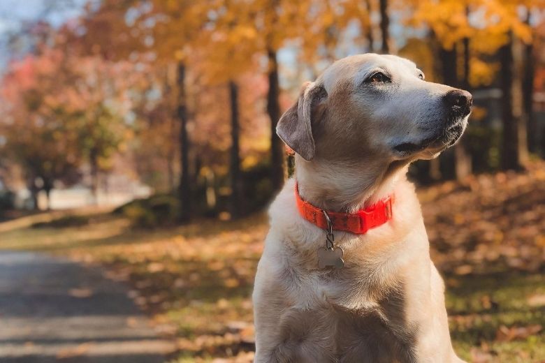 Hartverscheurend: baasje laat hond achter in het bos en rijdt weg