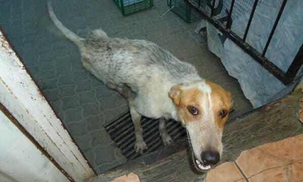 Deze zwerfhond wordt als 'last' gezien en wordt op een wel heel absurde manier weggewerkt. Absurd verhaal!