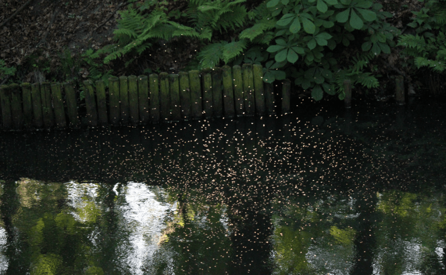 Langer in de tuin zitten zonder last van insecten? Dat doe je met DEZE tip!
