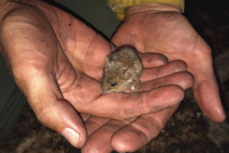 Politie rukt uit vanwege ijselijke gil: oproerkraaier blijkt verdwaalde muis