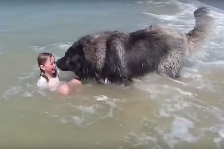 Viral video: Hond denkt dat zwemmende kleindochter verdrinkt, dus komt in actie