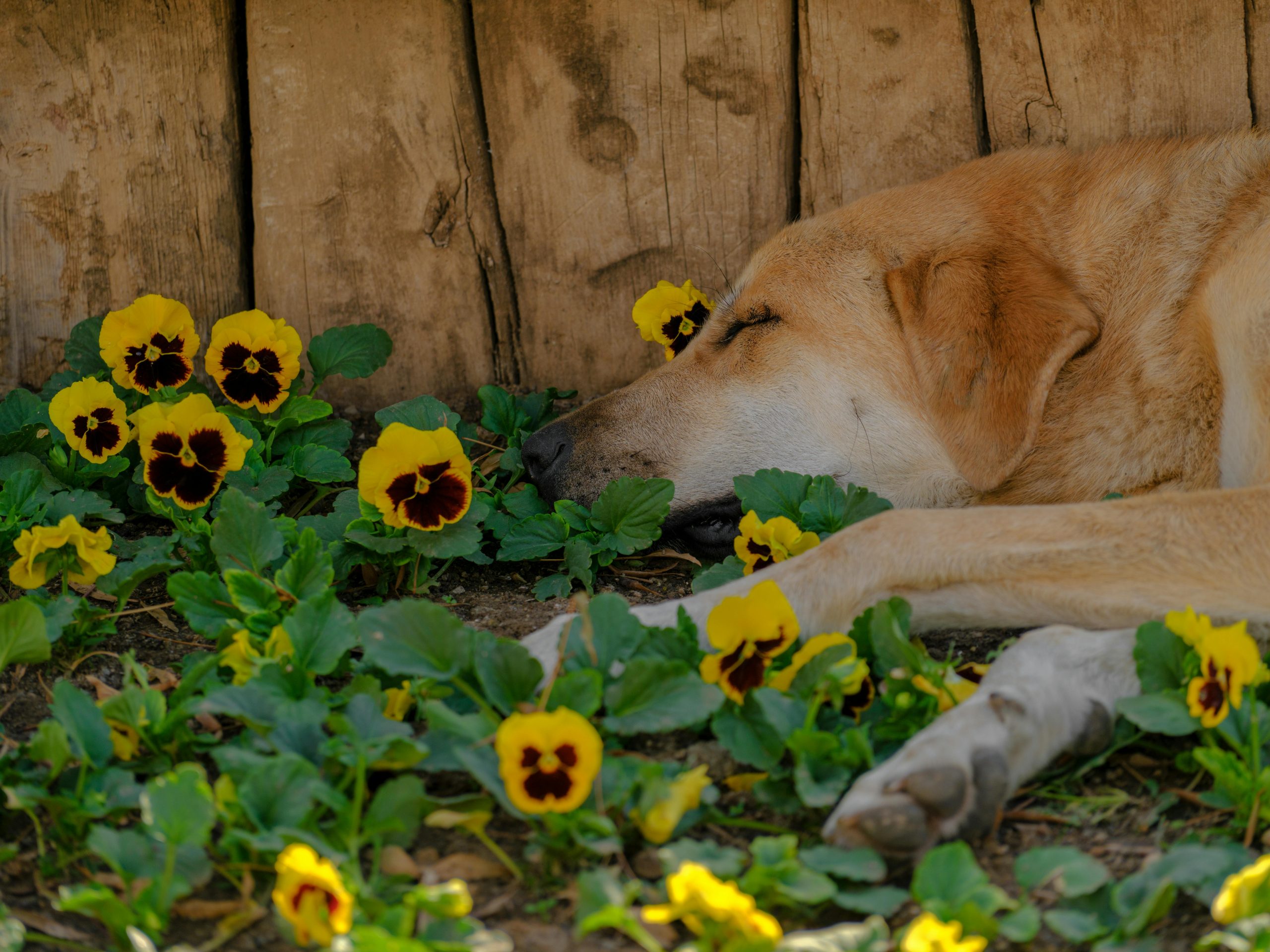 Drama in luxe hondenpension: 10 honden dood gevonden
