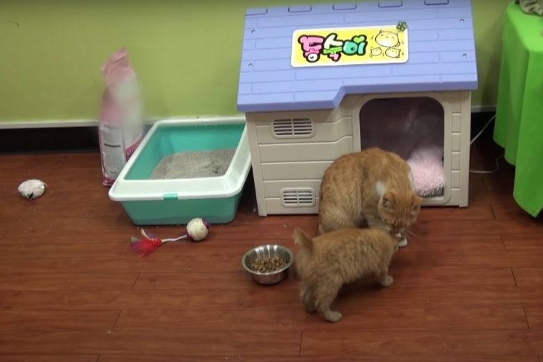Deze dakloze kat neemt alleen eten uit een zakje aan en de reden is ontroerend 