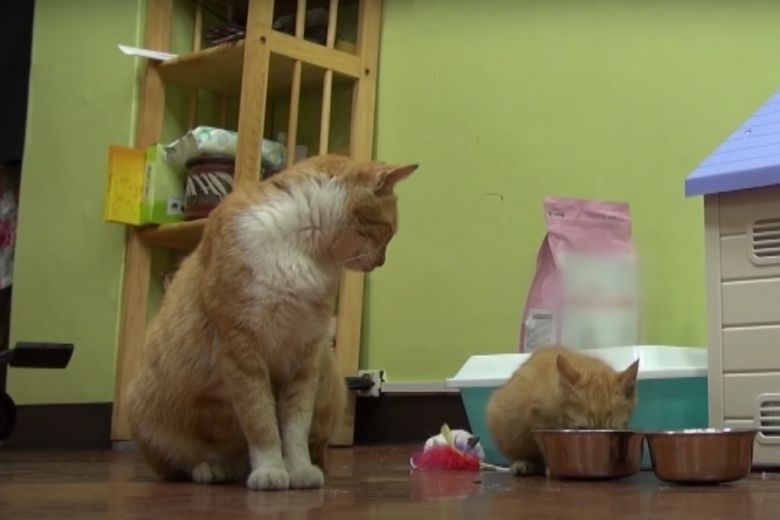 Deze dakloze kat neemt alleen eten uit een zakje aan en de reden is ontroerend 