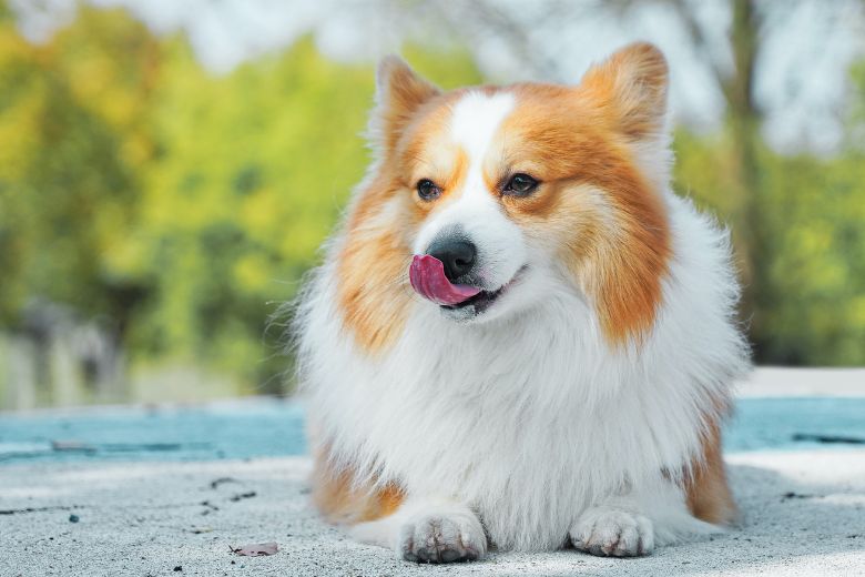 Aha: dit is waarom honden altijd je gezicht likken
