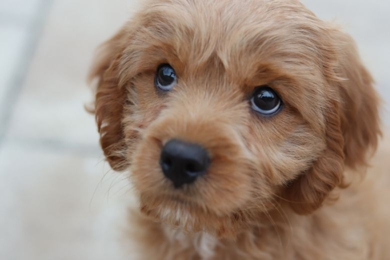 Verrassend: dit is waarom je een hond zo graag in de ogen kijkt