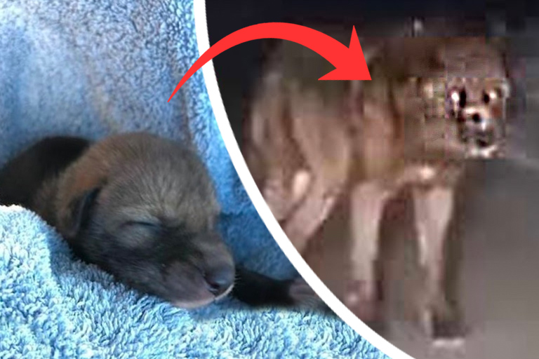 Man neemt schattige "puppy" mee naar huis, dit blijkt een gevaarlijke vergissing