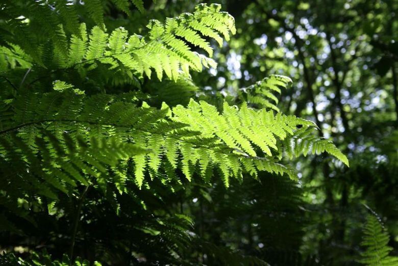 Had je eerder willen weten: deze planten staan liever in de schaduw