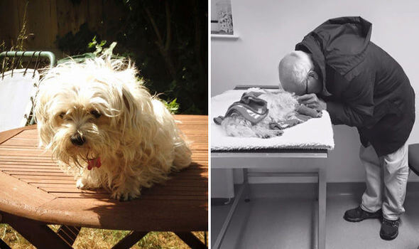 De hond van deze 74-jarige man wordt doodgebeten en DIT is hoe zijn dochter reageert.. wat vind jij hiervan?
