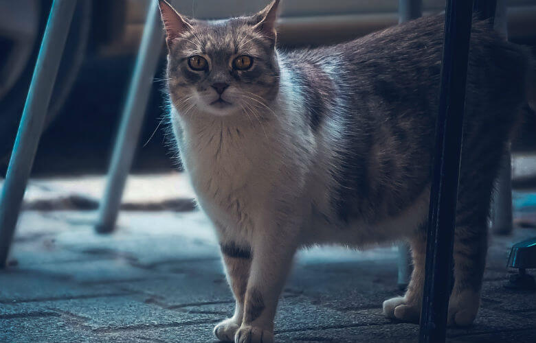 De reden waarom je kat je volgt als je naar de wc gaat