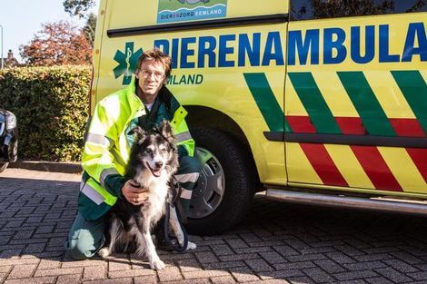 Verschrikkelijk: deze Border Collie werd achtergelaten in de polder, wie weet van wie deze hond is? Delen svp!