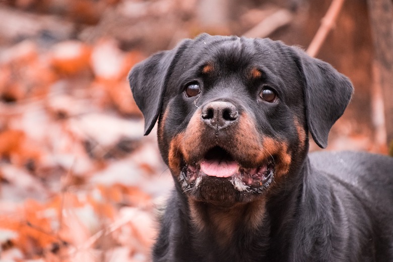 hond persoonljikheid