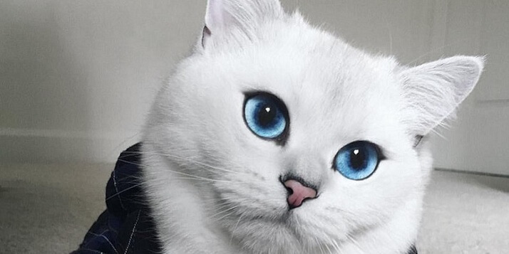 Wow, is dit de allermooiste kat op aarde? Wij kunnen niet stoppen met staren...