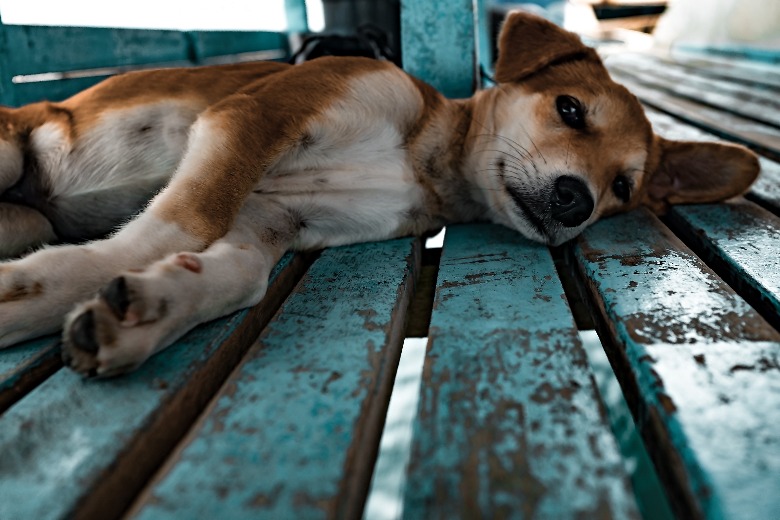 Politie redt meerdere uitgedroogde honden van snikhete balkons