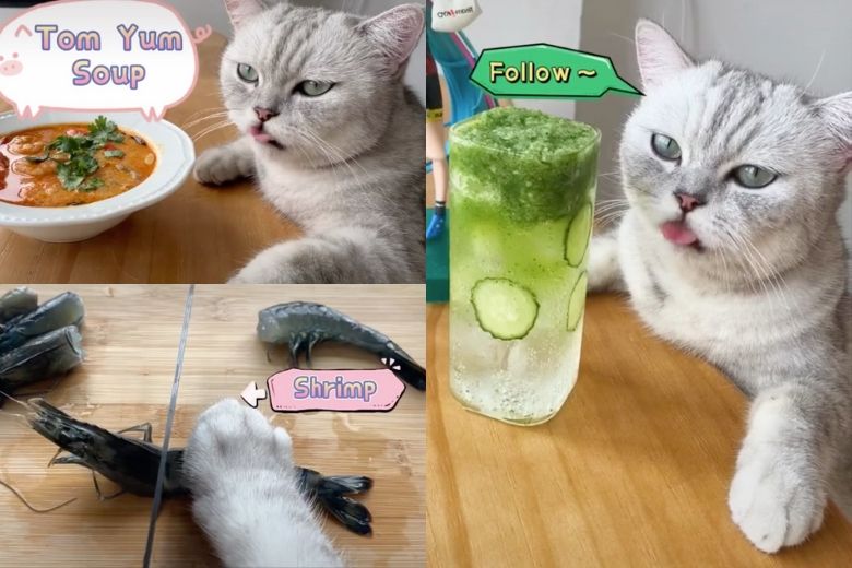 Kat gaat viraal op TikTok met kookfilmpjes