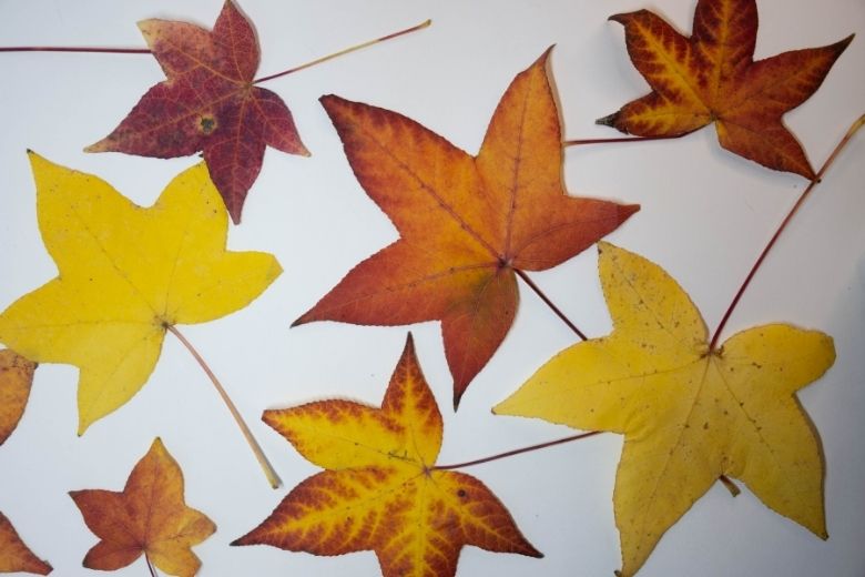 DIY: zo kun je mooie herfstbladeren het beste drogen