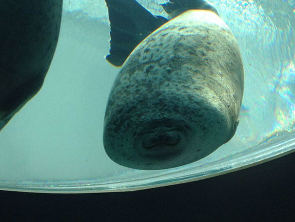 zeehond