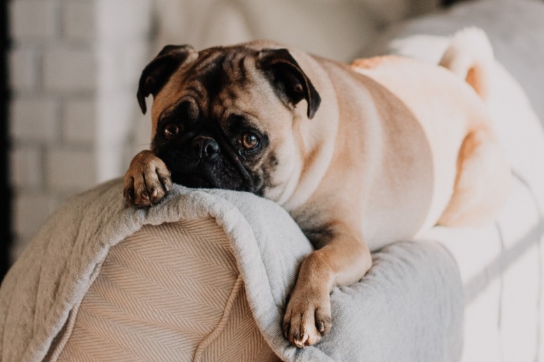Wetenschappelijk bewezen: hierover dromen honden tijdens het slapen