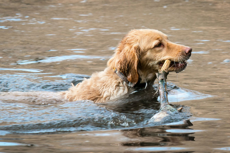 Politie waarschuwt: wees voorzichtig met waar je hond zwemt