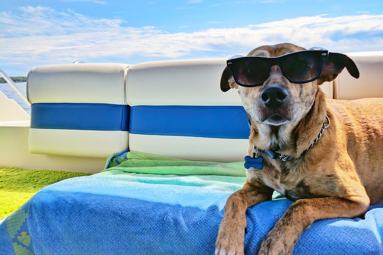 Aha: deze regels gelden wanneer je met je hond op reis gaat