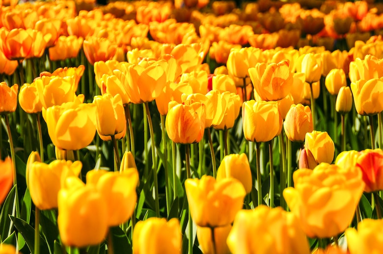 Yes! Heerlijk lenteweer tijdens paasweekend