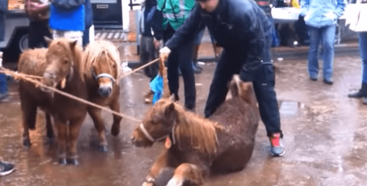 VIDEO: deze paardenmarkten zijn gewoon in Nederland.. Zelfs de dierenbescherming geeft het op! Dit moet stoppen!