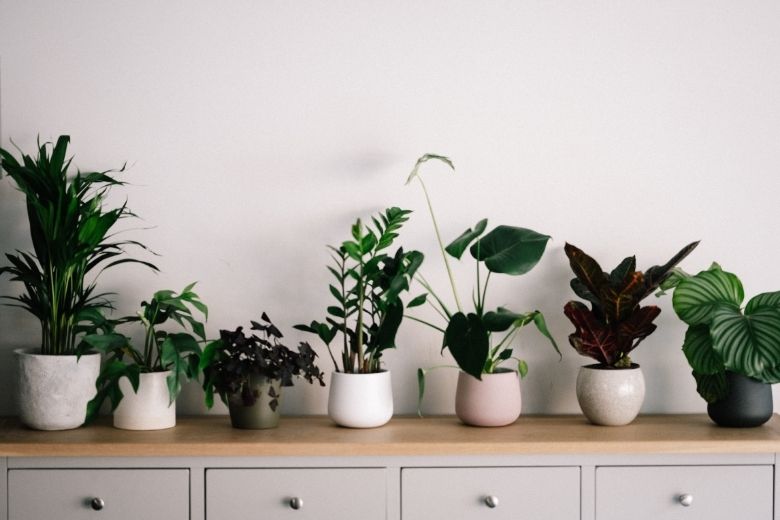 Zo kies je de meest geschikte plantenpot voor je kamerplant