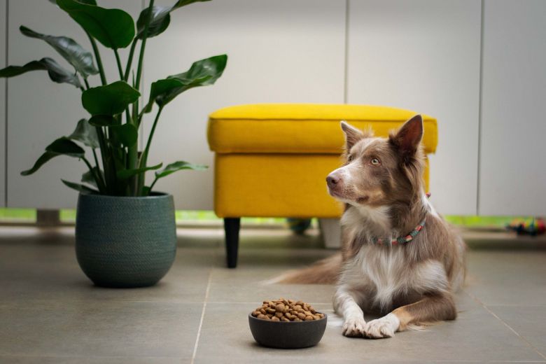 Feit of fabel: je hond heeft elke dag andere voeding nodig