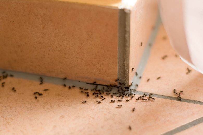 Mieren in huis? Met deze hack ben je er binnen no-time vanaf