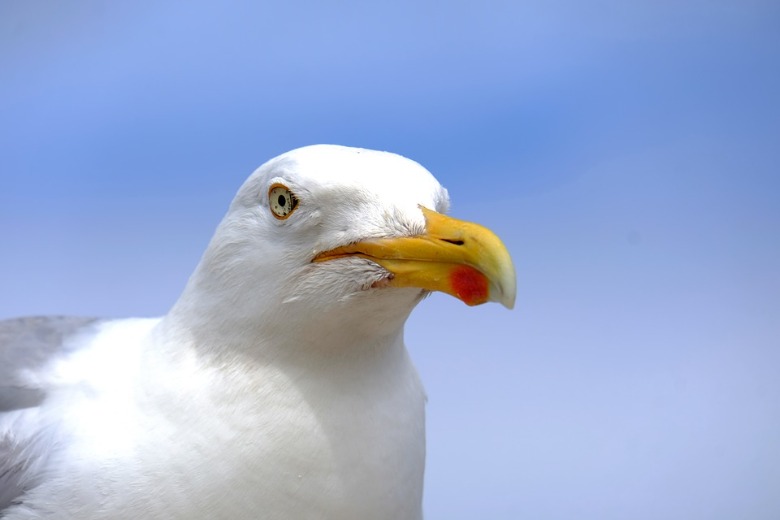 Met dit trucje voorkom je dat een meeuw je eten pikt