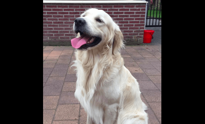 Wie helpt deze lieve Golden Retriever aan een fijn huisje? Delen svp!