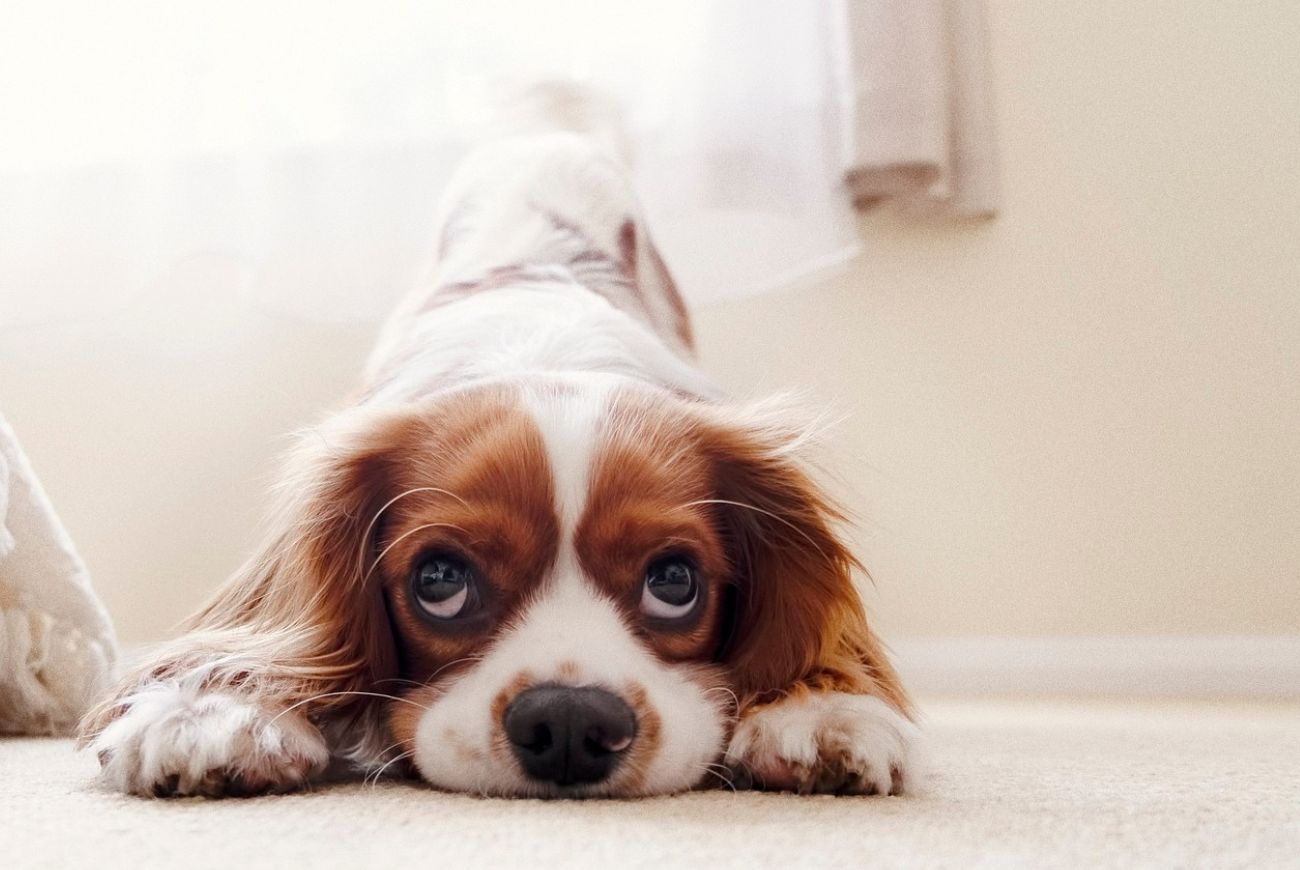 Puppy-yoga officieel verboden in Italië