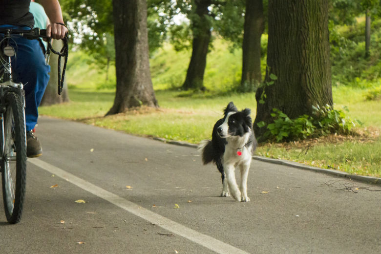 Dierenbescherming waarschuwt hondeneigenaren om niet met hun hond te fietsen