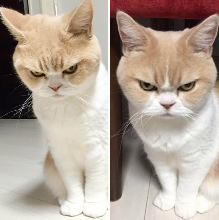 kat