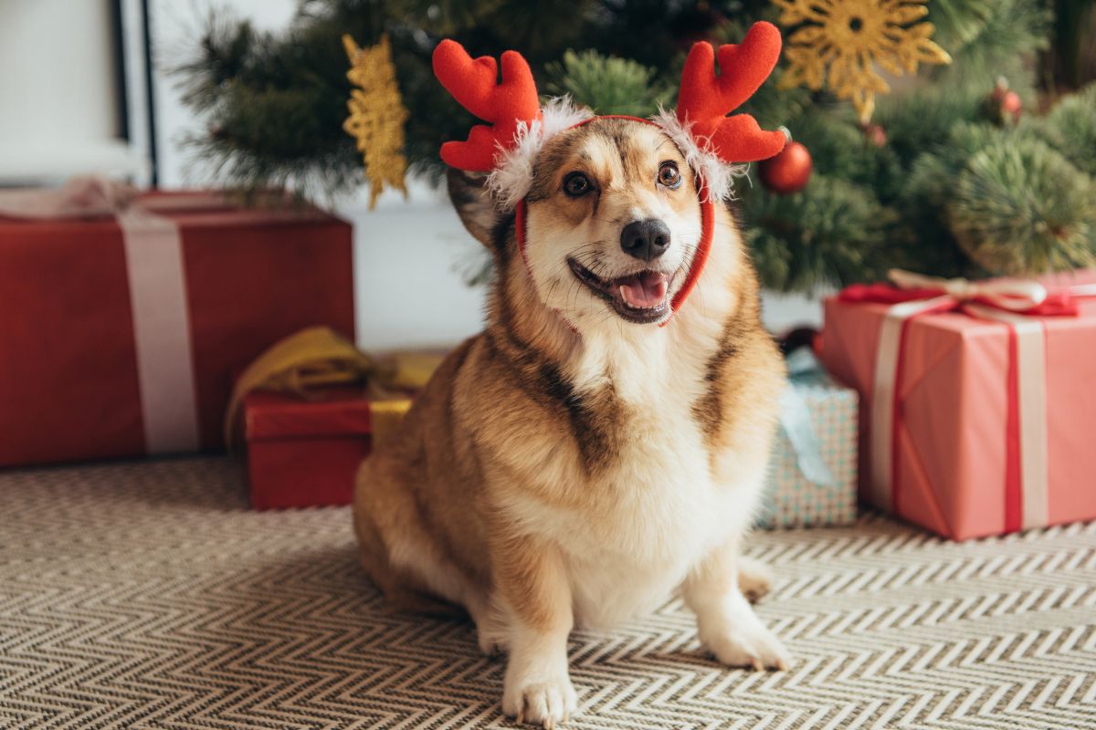 Feestdagen-stress voor je huisdier? Deze tips maken het verschil