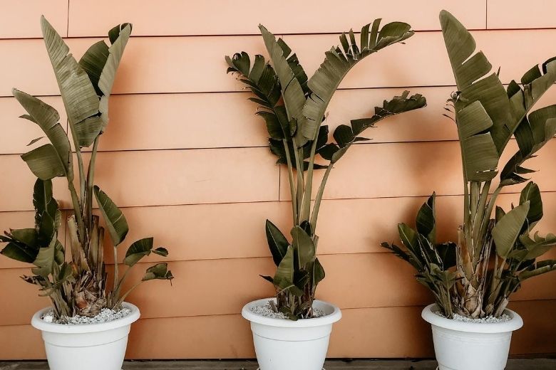 Handig! Zo verzorg je een bananenplant