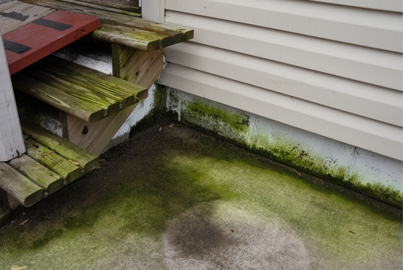 Groene aanslagreinigers gevaarlijk voor huisdieren: zo maak je wél veilig schoon
