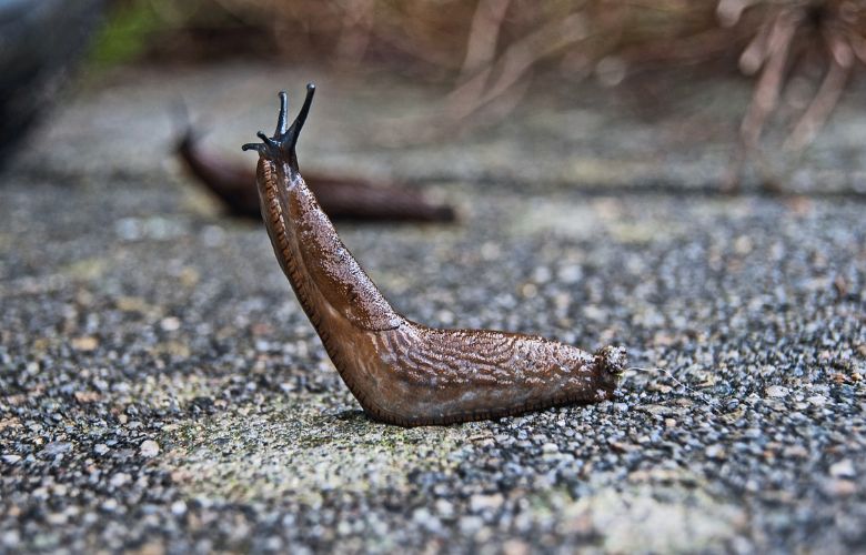 Last van naaktslakken in de tuin? Zo kom je er gemakkelijk vanaf