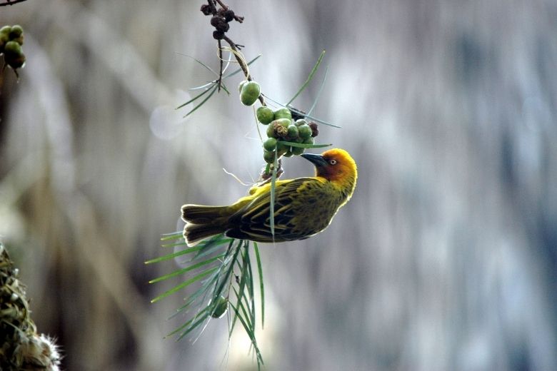 Met deze do's en don'ts help je vogels de winter door