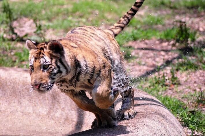 De transformatie van dit prachtige dier zal tranen in je ogen brengen... Deze dieren horen NIET in het circus thuis!