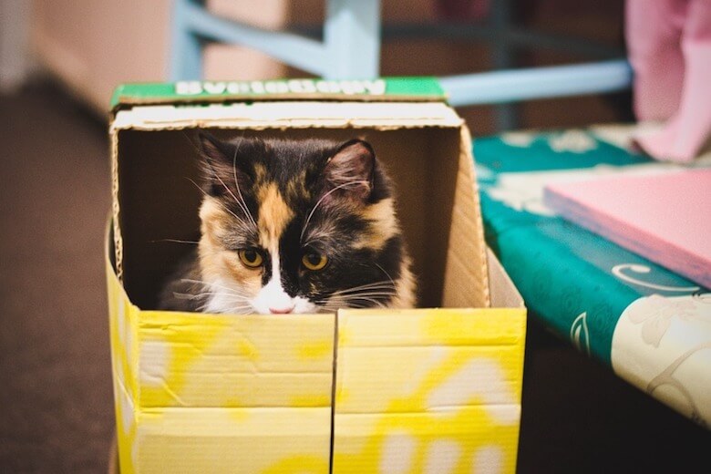 Waarom katten graag in een krappe doos gaan zitten