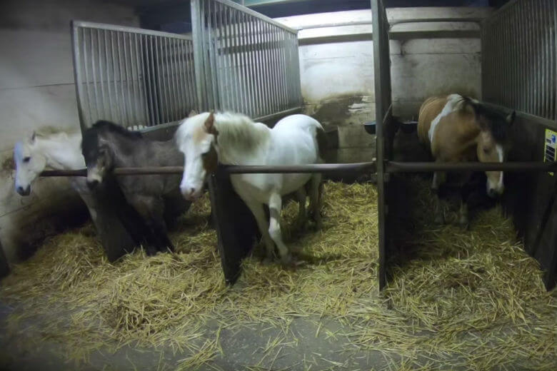 Zielig! Paarden in de manege worden ernstig verwaarloosd