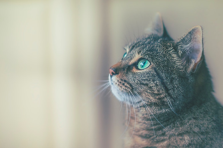 5 tekenen dat je met je kat naar de dierenarts moet